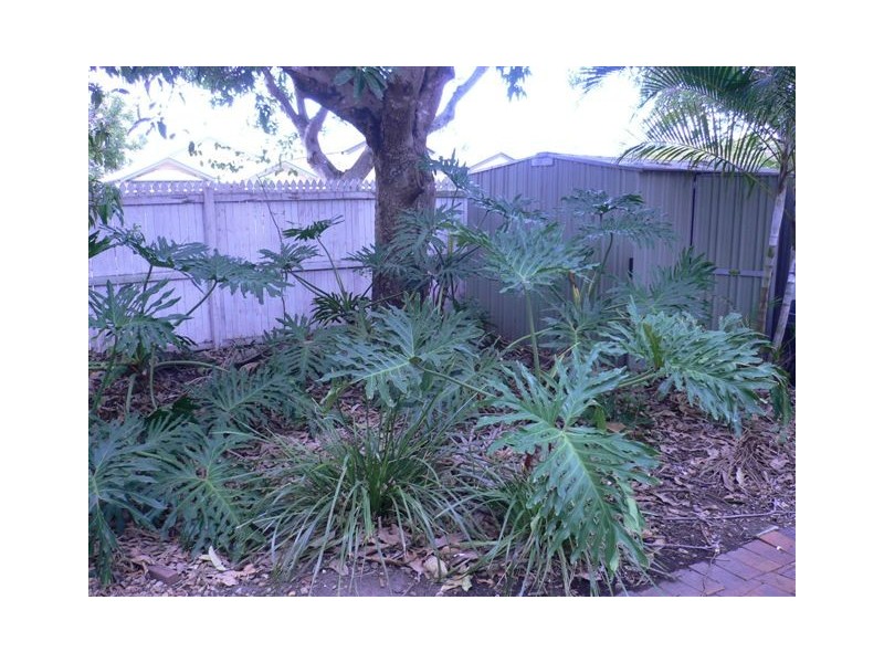 6  Dan Street, Graceville QLD 4075