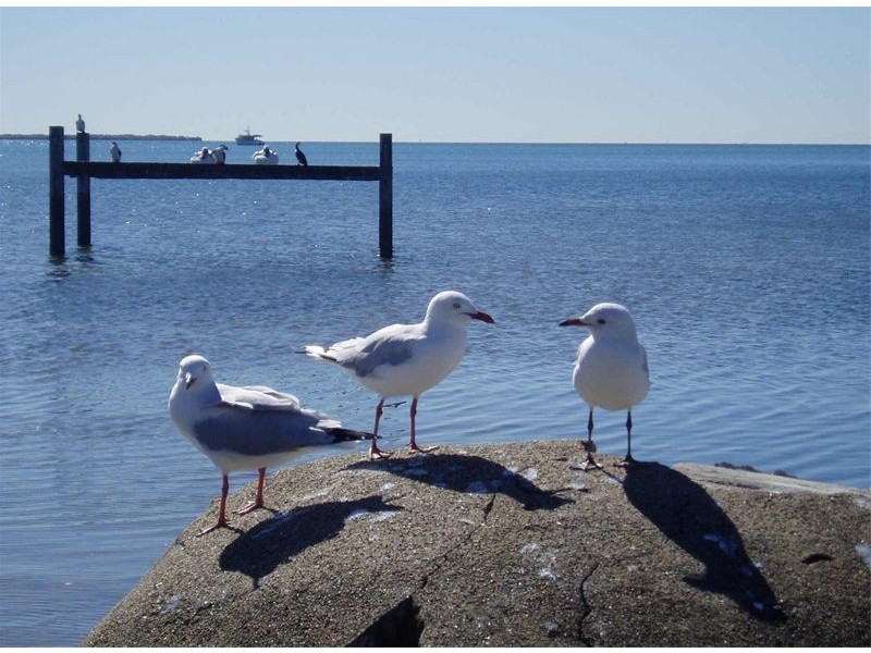 19 Ingleston Street,, Wynnum West QLD 4178