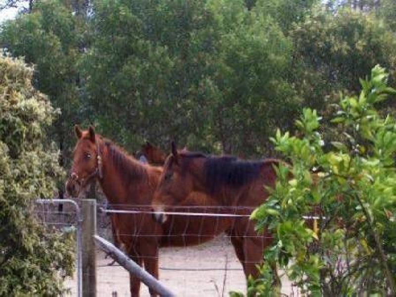 279 Newlands Road, Wamuran QLD 4512