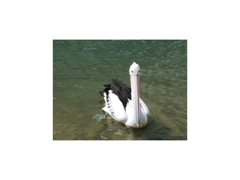 Maroochydore QLD 4558