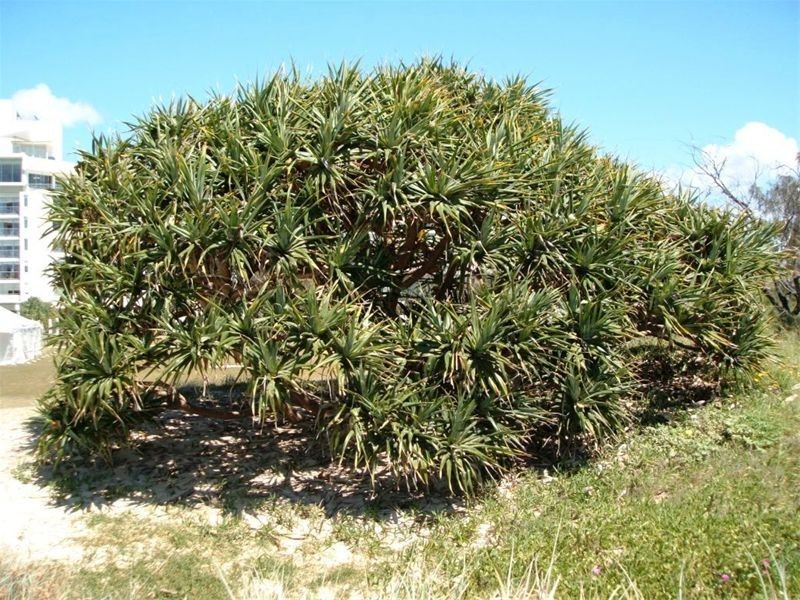 3 Third Ave, Marcoola QLD 4564