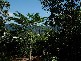 500 Crowsnest Terrace, Trinity Beach QLD 4879