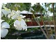 9 Sonata Close, Port Douglas QLD 4877