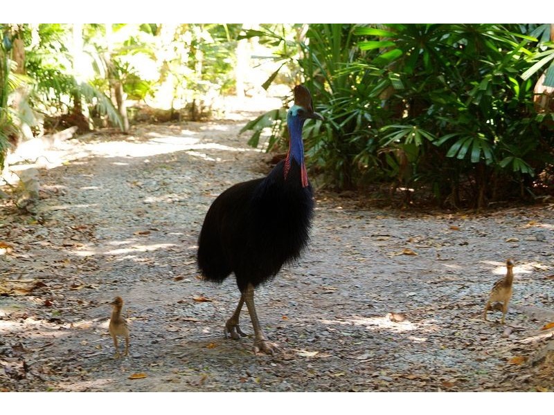 349  Black Mountain Road, Kuranda QLD 4881