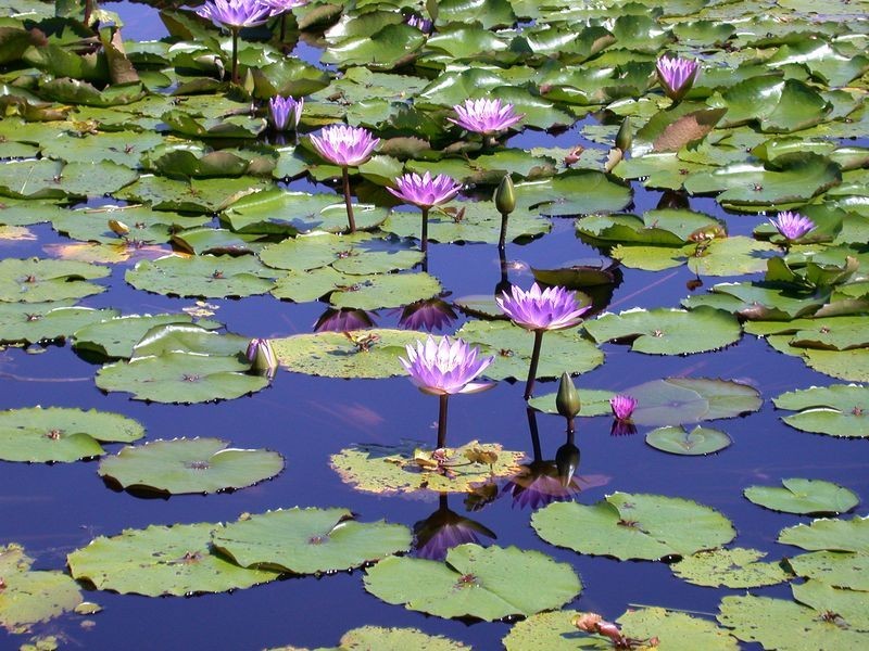 63  Mitre St, Port Douglas QLD 4877