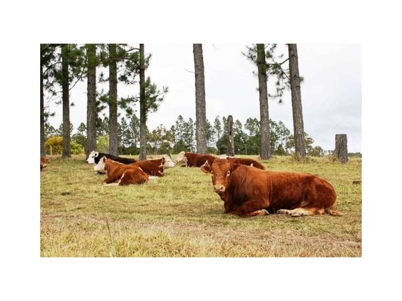 LOT 4  Jerome Road, Yungaburra QLD 4884