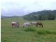 329  MENA CREEK ROAD, Mena Creek QLD 4871
