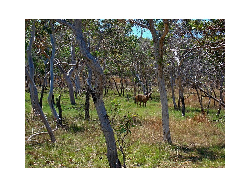 0 Island Street, Long Island QLD 4741