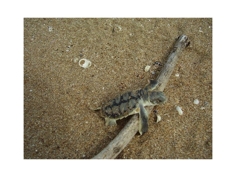 0 Island Street, Avoid Island, The Percy Group, The Percy Group QLD 4707