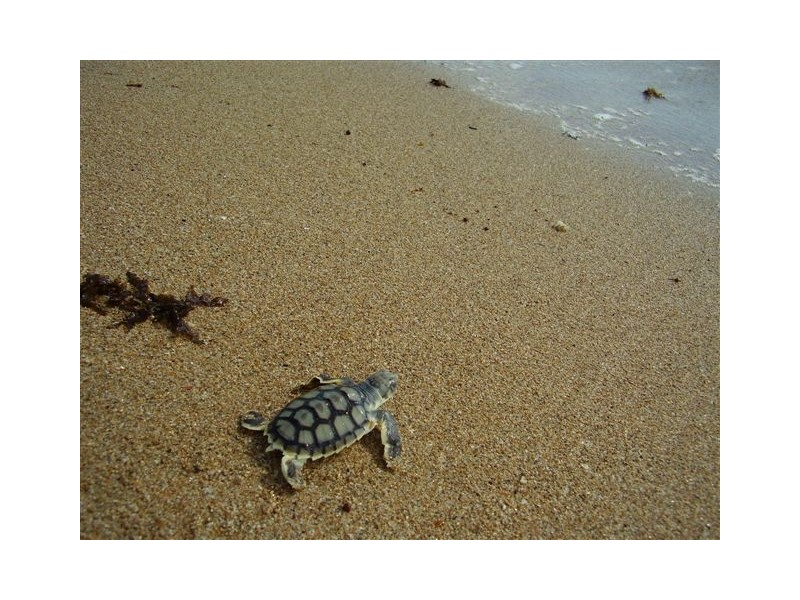 0 Island Street, Avoid Island, The Percy Group, The Percy Group QLD 4707