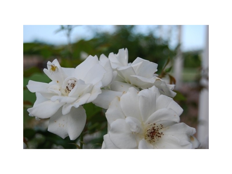 181 Norpine Road, Bungundarra, Yeppoon QLD 4703