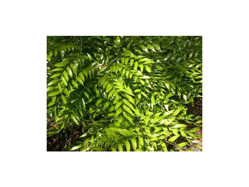 Lot 10 Water Park Road, Byfield QLD 4703