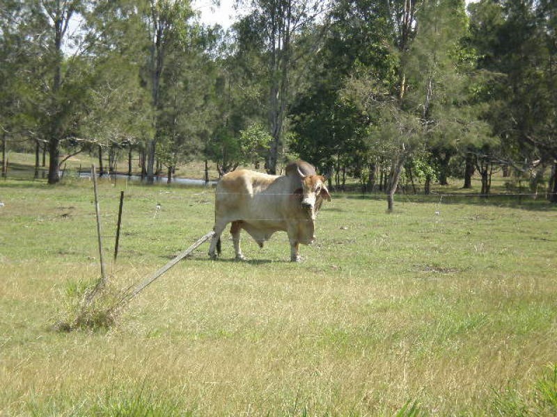 586 Cawarral Rd, Cawarral QLD 4702