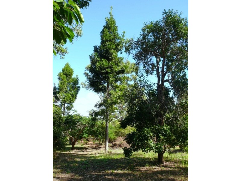 161 Woodvale Park Road, Yeppoon QLD 4703