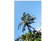 638  Scenic Highway, Mulambin QLD 4703