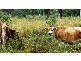 503  Coowonga Rd, Coowonga QLD 4702