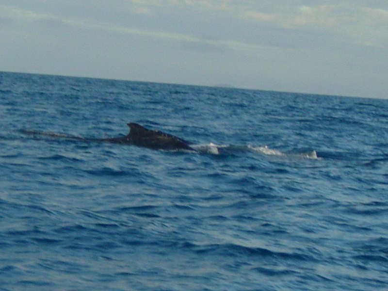 Koumala QLD 4738