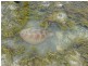 Koumala QLD 4738