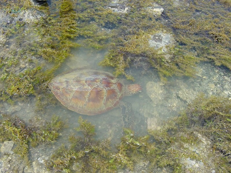 Koumala QLD 4738