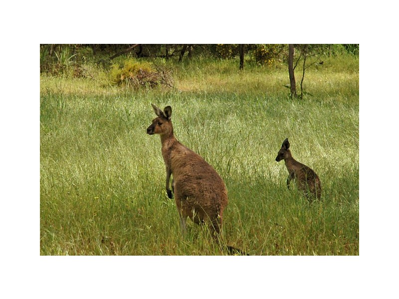 Lot 409 Portwine Avenue, Byford WA 6122