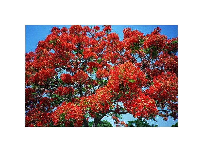 Lot 823  Menna Brace, Mandurah WA 6210