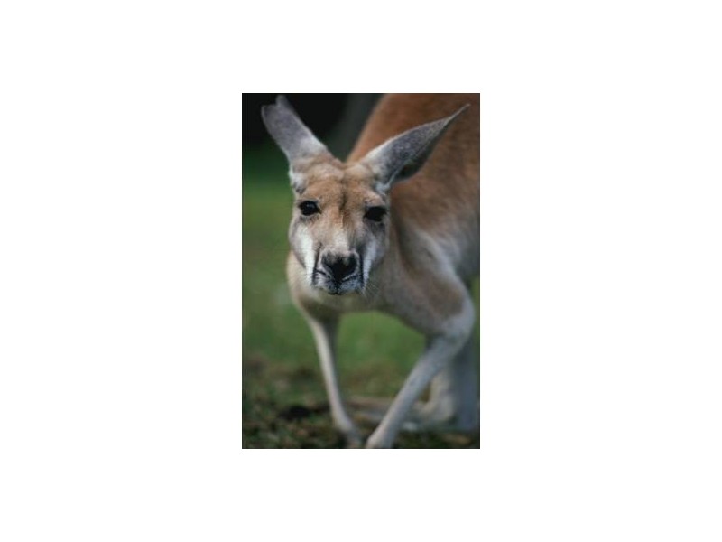 Lot 722 Worrell Avenue, High Wycombe WA 6057