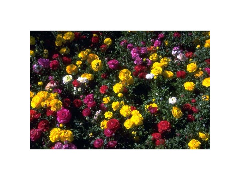 17  Peppies Crescent, Byford WA 6122