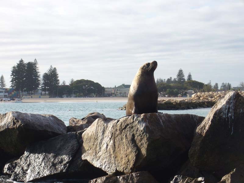 14  Glenfin Street, Geraldton WA 6530