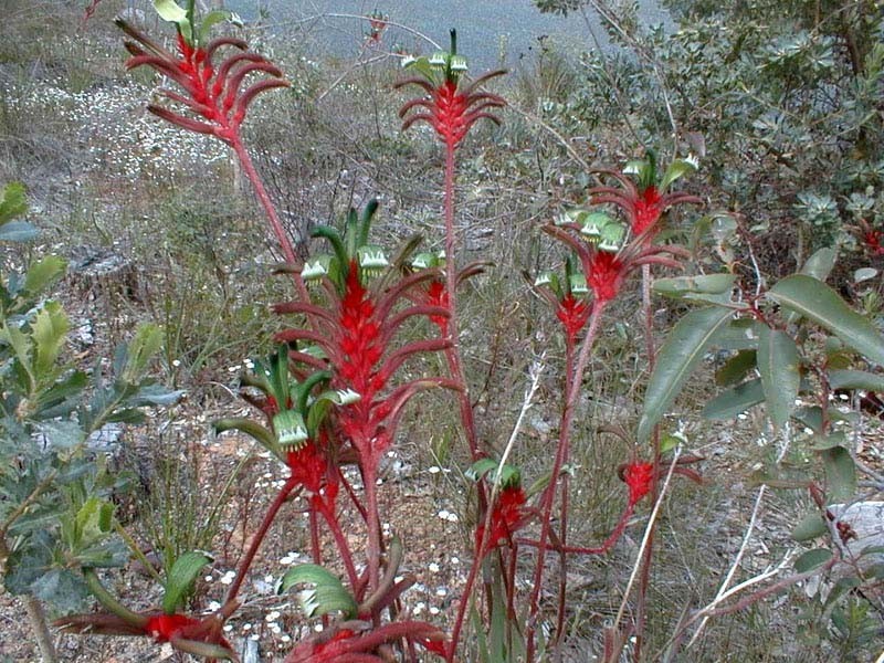 14  Glenfin Street, Geraldton WA 6530