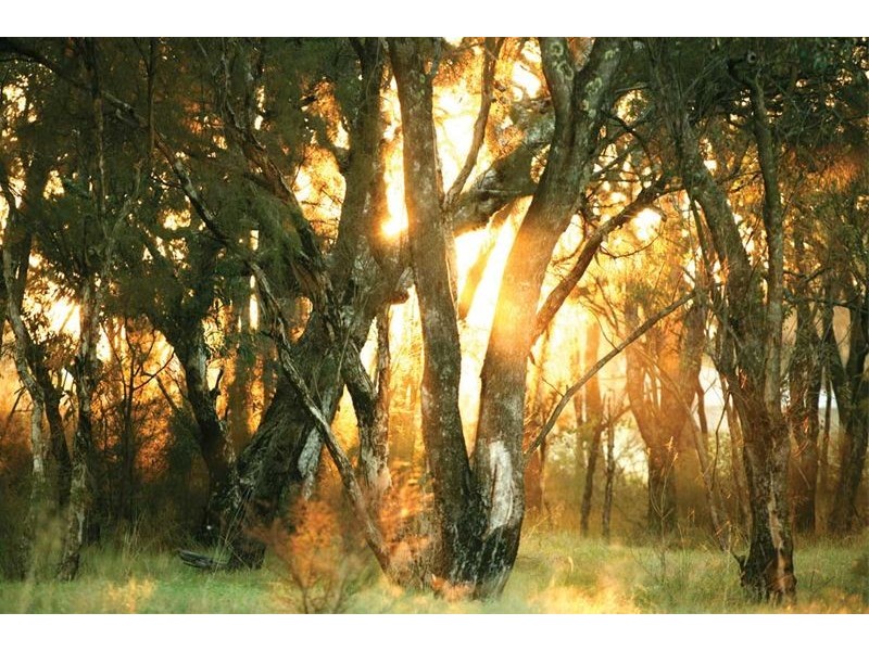 Lot 74  Lloyd Avenue, Ravenswood WA 6208