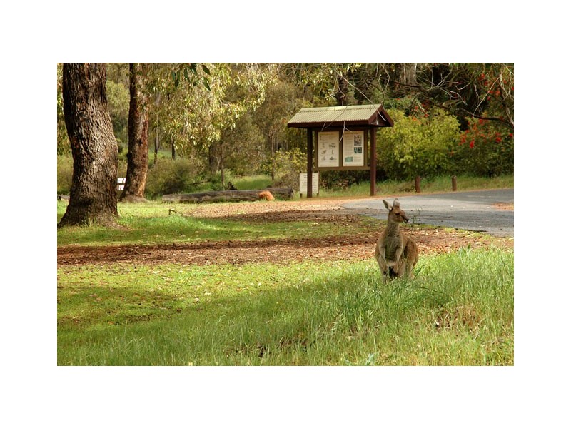 Lot 594  Blackberry Ramble, Byford WA 6122