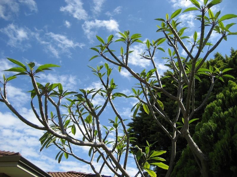 17  Clifford Way, Bull Creek WA 6149