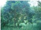 Tallebudgera Valley QLD 4228