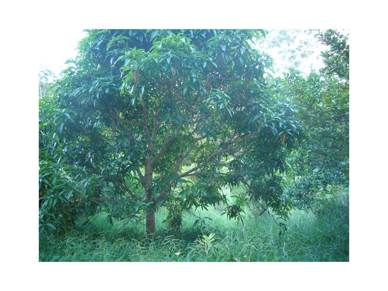 Tallebudgera Valley QLD 4228