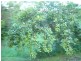 Tallebudgera Valley QLD 4228