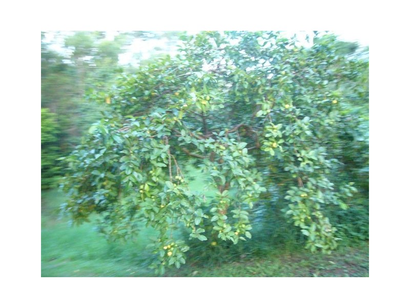 Tallebudgera Valley QLD 4228