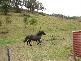 Picton NSW 2571
