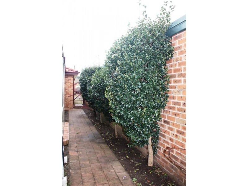 6 Exbury Crt, Wattle Grove NSW 2173