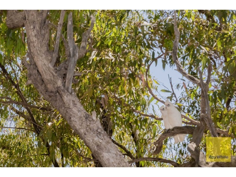 37 Rudall Way, Padbury WA 6025