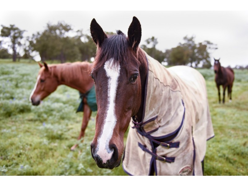 111 Potoroo Retreat, Gidgegannup WA 6083