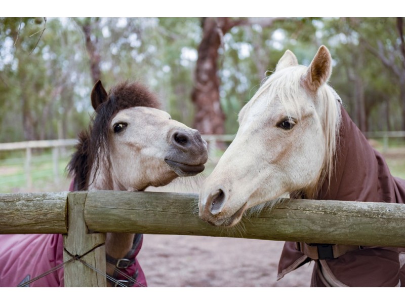 133 Potoroo Retreat, Gidgegannup WA 6083
