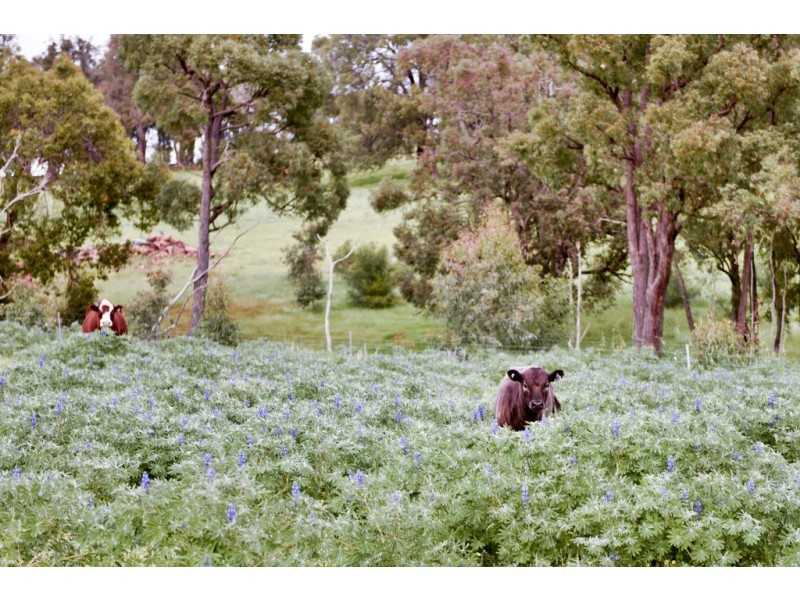 399 Reen Road, Gidgegannup WA 6083