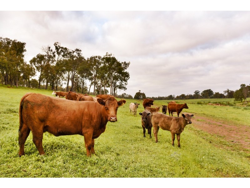 75 Potoroo Retreat, Gidgegannup WA 6083