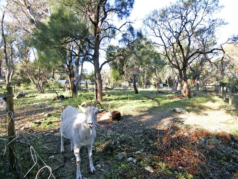 60 Bushland Retreat, Carramar WA 6031