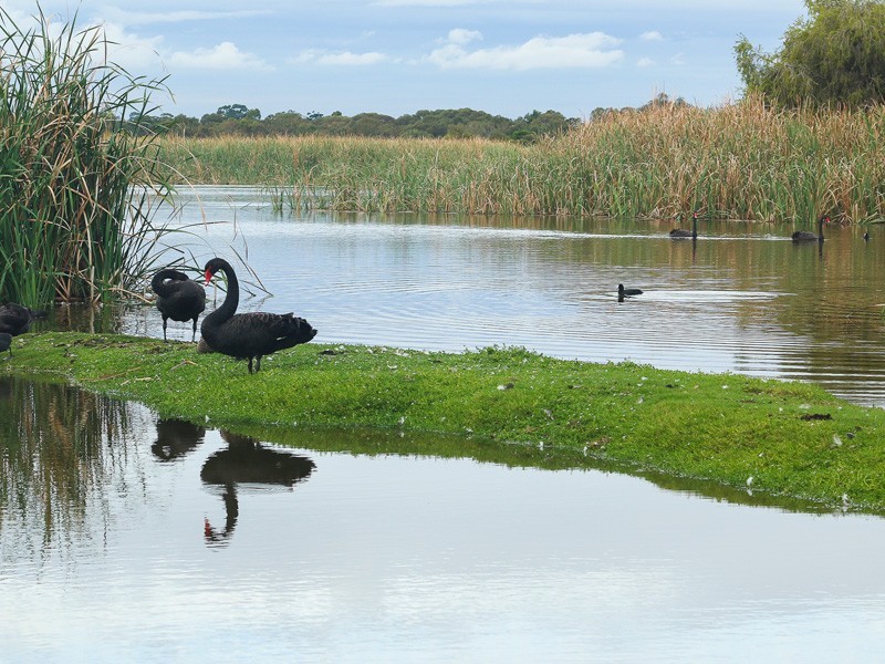 16/85 Herdsman Parade, Wembley WA 6014