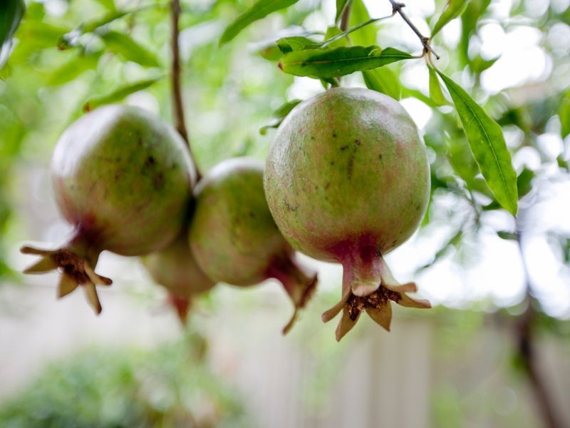 16 Wessex Street, Carine WA 6020