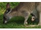 Gin Gin QLD 4671