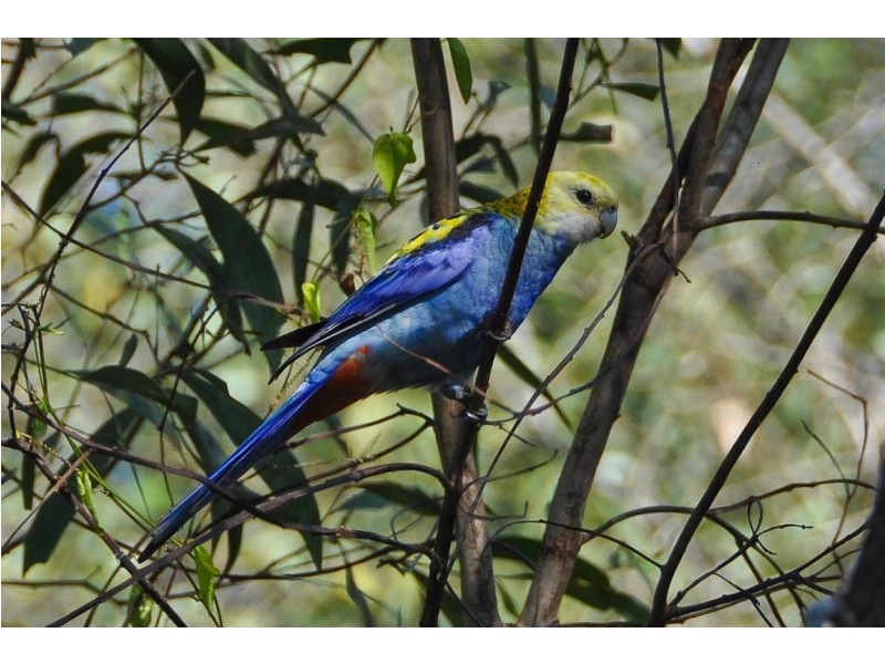 Gin Gin QLD 4671