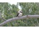 Dallarnil QLD 4621
