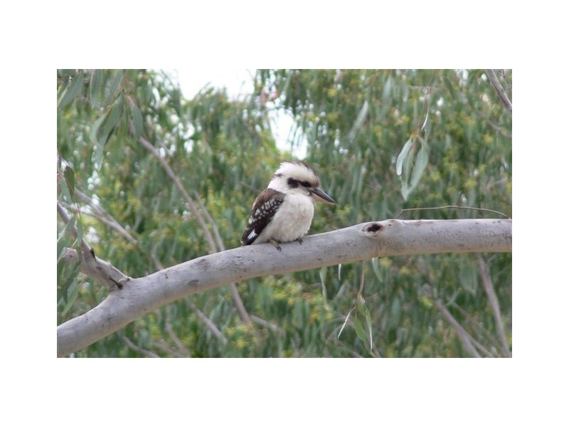 Dallarnil QLD 4621
